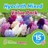 Mifgs Valuepack Hyacinthmixed 6pk Sq - Garden Express Australia