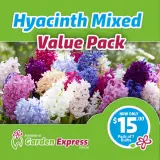 Mifgs Valuepack Hyacinthmixed 7pk Sq - Garden Express Australia