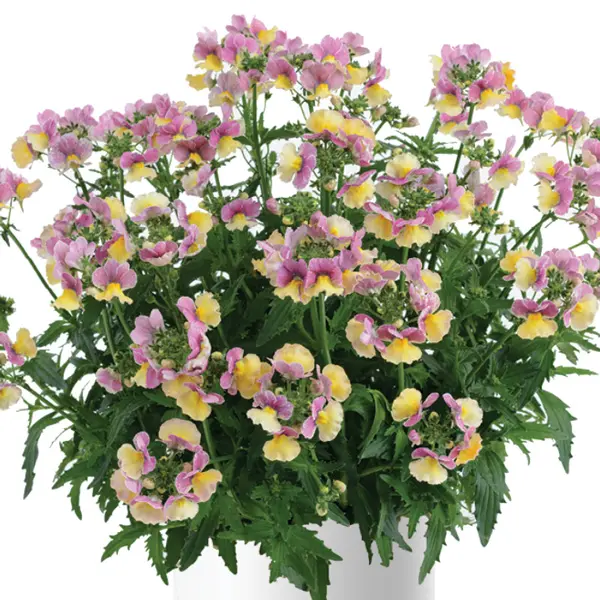 Nemesia Nesia Banana Swirl