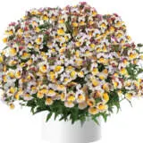Nemesia Nesia Bananaberry P14nemnbb - Garden Express Australia