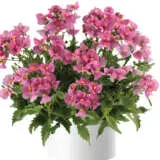 Nemesia Nesia Spring Blush P14nemnsb - Garden Express Australia