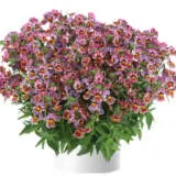 Nemesia Nesia Tutti Frutti P14nemntf - Garden Express Australia