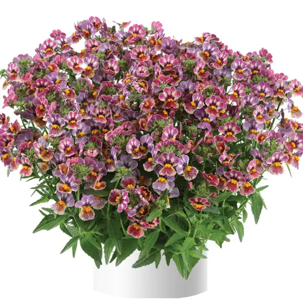 Nemesia Nesia Tutti Frutti Nemesia Nesia Tutti Frutti