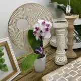 Orchid Phalaenopsis Double Stem White And Pink P85ophwhp 1 - Garden Express Australia