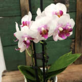 Orchid Phalaenopsis Double Stem White And Pink P85ophwhp - Garden Express Australia