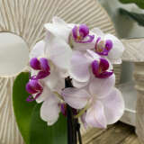 Orchid Phalaenopsis- Double Stem White And Pink