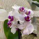 Orchid Phalaenopsis- Mini Double Stem White And Pink Orchid Phalaenopsis- Mini Double Stem White And Pink