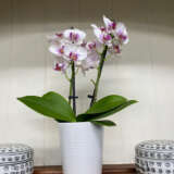 Orchid Phalaenopsis- Double Stem White And Pink