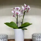 Orchid Phalaenopsis- Mini Double Stem White And Pink Orchid Phalaenopsis- Mini Double Stem White And Pink