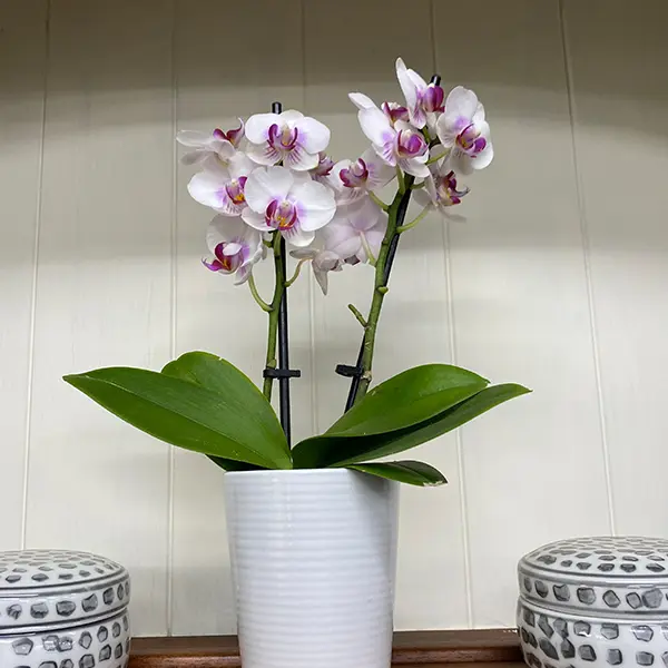 Orchid Phalaenopsis- Mini Double Stem White And Pink