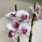 Orchid Phalaenopsis- Mini Double Stem White And Pink