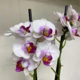 Orchid Phalaenopsis- Mini Double Stem White And Pink Orchid Phalaenopsis- Mini Double Stem White And Pink