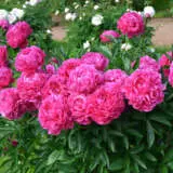 Peony Rose Ballarat Pink Pkprobpi - Garden Express Australia
