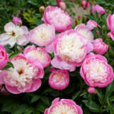 Peony Rose Bowl Of Beauty Pkprobob - Garden Express Australia