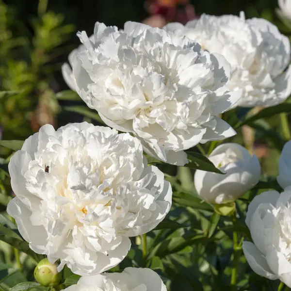 Peony Rose Charlies White