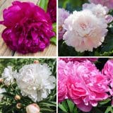 Peony Rose Connoisseurs Collection