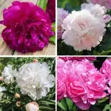 Peony Rose Collection 2026 Colprocol - Garden Express Australia