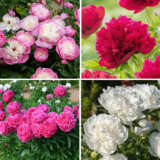 Peony Rose Connoisseurs Collection