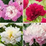 Peony Rose Connoisseurs Collection 2026 Colprocco - Garden Express Australia