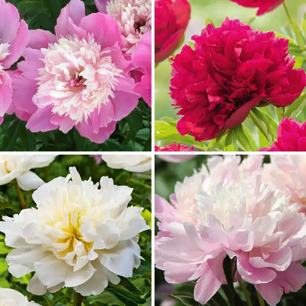 Peony Rose Connoisseurs Collection