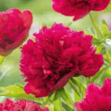 Peony Rose Delachei Pkprodel - Garden Express Australia