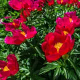 Peony Rose Early Scout P14proesc - Garden Express Australia