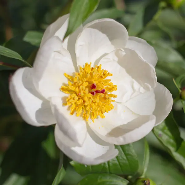 Peony Rose Moonshine Peony Rose Moonshine