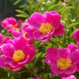 Peony Rose Nymphe Pkpronym - Garden Express Australia