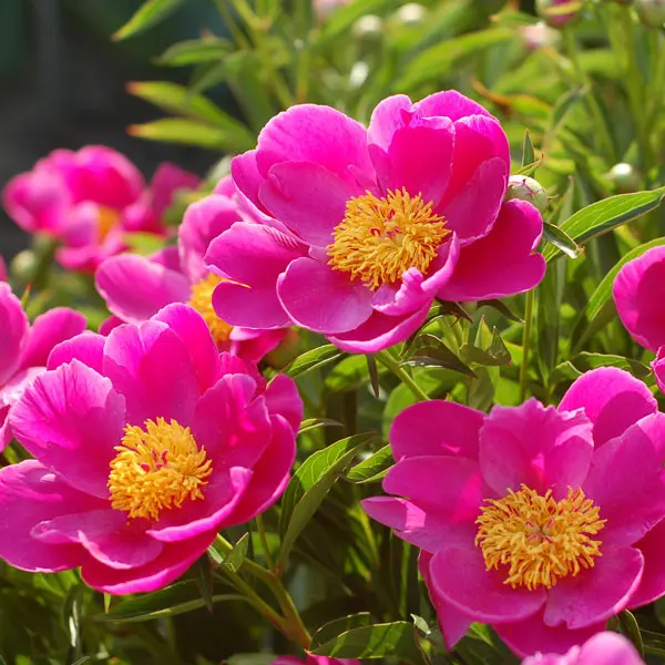 Peony Rose Nymphe Peony Rose Nymphe