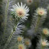 Phylica Hydra P10phyhyd - Garden Express Australia