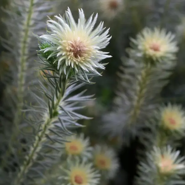 Phylica Hydra Phylica Hydra