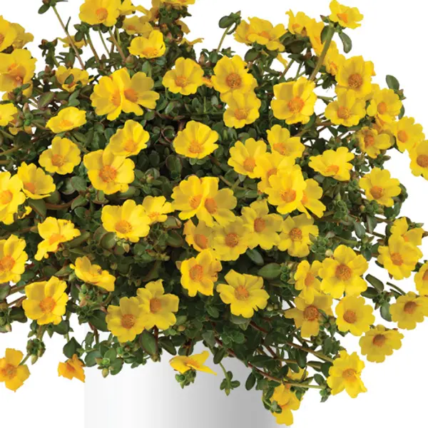 Portulaca Mega Pazzaz Gold