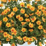 Portulaca Mega Pazzaz Mango Twist P14porpmt - Garden Express Australia