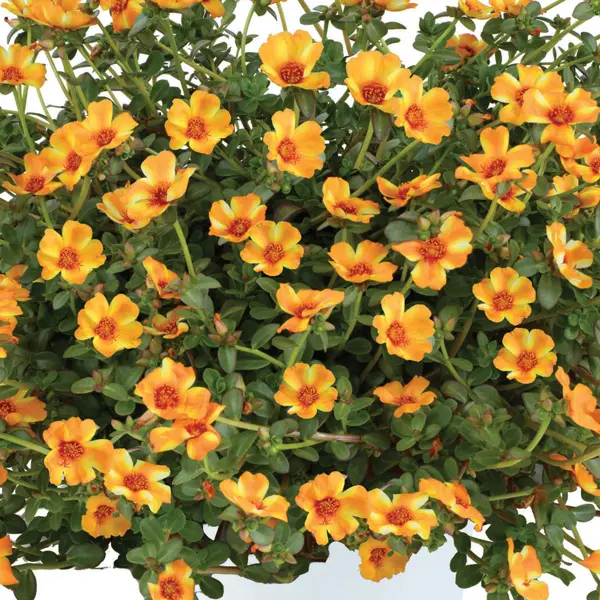 Portulaca Mega Pazzaz Mango Twist Portulaca Mega Pazzaz Mango Twist