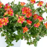 Portulaca Mega Pazzaz Pink Twist P14porptw - Garden Express Australia
