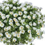 Portulaca Mega Pazzaz White P14porpwh - Garden Express Australia