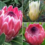 Protea Collection 1 Colprotco - Garden Express Australia