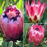 Protea Collection 2 Colprotc2 - Garden Express Australia