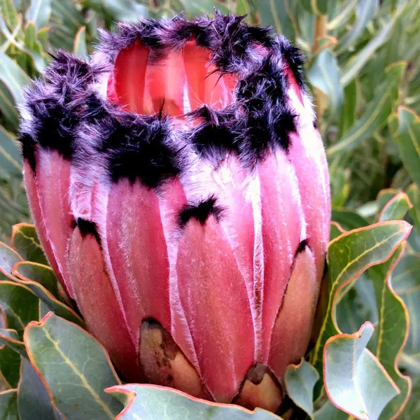 Protea Pink Mink 75mm Pot