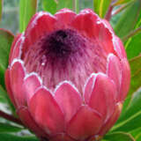 Protea Red Ice 75mm Pot
