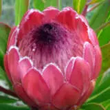 Protea Red Ice P75proric - Garden Express Australia