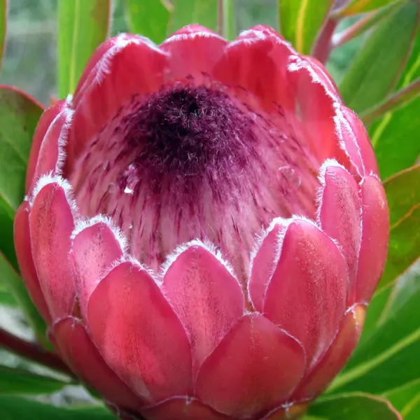 Protea Red Ice 75mm Pot Protea Red Ice 75mm Pot
