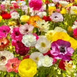 Ranunculi Mixed 2024 Pkranmxd050 - Garden Express Australia