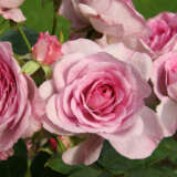 Rosa Perfume Perfection Rosfppe - Garden Express Australia