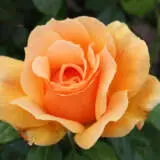 Rose About Face Rosfabf - Garden Express Australia