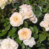 Rose Angels Delight Rosfand - Garden Express Australia
