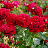 Rose Bordeaux Rosfbor - Garden Express Australia
