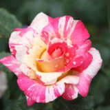 Rose Cabana Rosfcab - Garden Express Australia