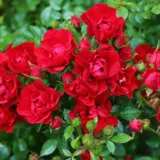 Rose Cayenne Rosfcay - Garden Express Australia