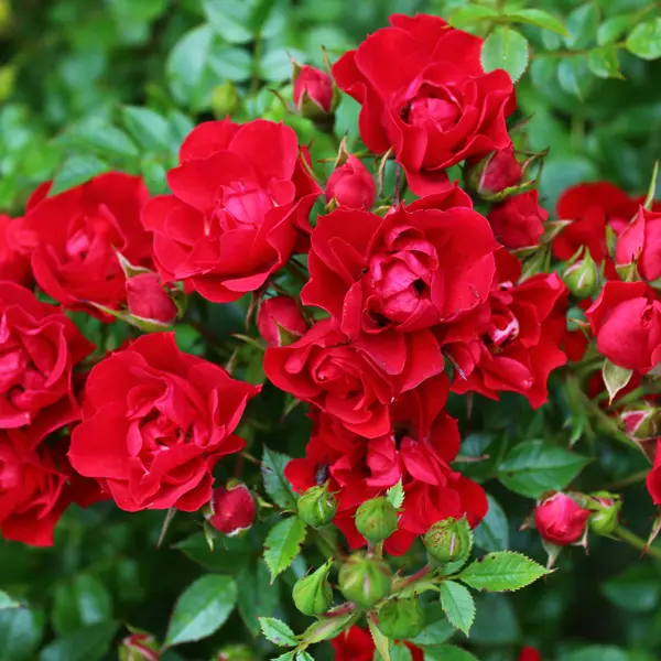 Rose Cayenne Rose Cayenne